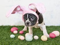 Easter Bunny Puppy-JStaley401-Mounted Photographic Print