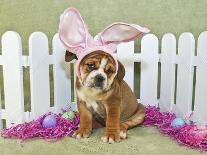 Easter Bunny Puppy-JStaley401-Photographic Print