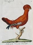 American Rooster, 1784-Juan Bautista Bru De Ramon-Stretched Canvas