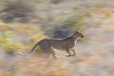 Cheetah (Acinonyx Jubatus) Running, Kalahari Desert, Botswana-Juan Carlos Munoz-Photographic Print