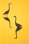 Gemsbok (Oryx Gazella) Silhouetted At Dawn, Kalahari Desert, Botswana-Juan Carlos Munoz-Photographic Print