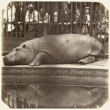 The Hippopotamus at the Zoological Gardens, Regent's Park, London, 1852-Juan Carlos-Framed Premium Giclee Print