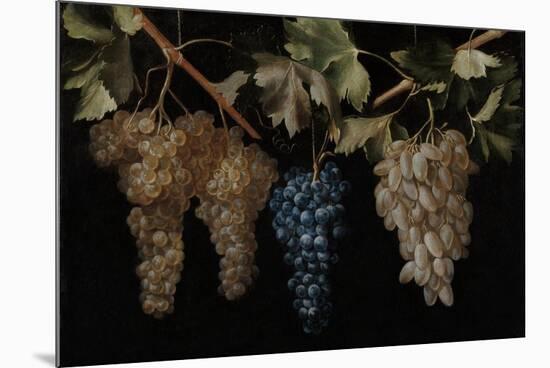 Juan Fernández "el Labrador" / 'Four Bunches of hanging Grapes'. Ca. 1636. Oil on canvas.-JUAN FERNANDEZ EL LABRADOR-Mounted Poster