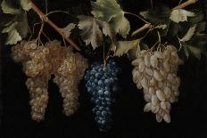Still Life With Two Bunches of Grapes, Middle 17th Century, Spanish School-Juan Fernandez el labrador-Framed Stretched Canvas