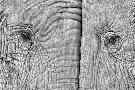 Laminate