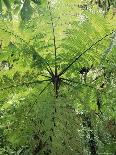 Tropical Rainforest Canopy in Mist, Braulio Carrillo National Park, Costa Rica-Juan Manuel Borrero-Photographic Print