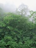 Tropical Rainforest Interior, Carara Natural Reserve, Costa Rica-Juan Manuel Borrero-Mounted Photographic Print