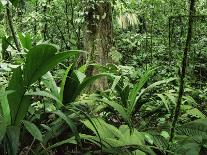 Tropical Rainforest Canopy in Mist, Braulio Carrillo National Park, Costa Rica-Juan Manuel Borrero-Framed Photographic Print