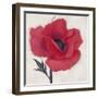 Jubilant Poppy-Ivo Stoyanov-Framed Art Print