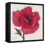 Jubilant Poppy-Ivo Stoyanov-Framed Stretched Canvas