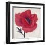 Jubilant Poppy-Ivo Stoyanov-Framed Art Print