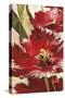 Jubilant Red Tulip Panel 1-Brent Heighton-Stretched Canvas