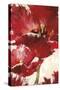 Jubilant Red Tulip Panel 2-Brent Heighton-Stretched Canvas