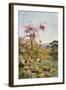 Judas Tree in Flower-Agnes Goodall-Framed Art Print