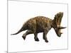 Judiceratops Tigris, Late Cretaceous of Montana, Usa-null-Mounted Art Print