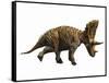 Judiceratops Tigris, Late Cretaceous of Montana, Usa-null-Framed Stretched Canvas
