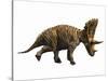 Judiceratops Tigris, Late Cretaceous of Montana, Usa-null-Stretched Canvas