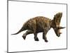 Judiceratops Tigris, Late Cretaceous of Montana, Usa-null-Mounted Art Print