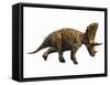 Judiceratops Tigris, Late Cretaceous of Montana, Usa-null-Framed Stretched Canvas