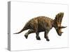 Judiceratops Tigris, Late Cretaceous of Montana, Usa-null-Stretched Canvas