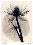 Japanese Iris-Judith Mcmillan-Framed Art Print