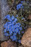 USA, Wyoming. Alpine forget-me-not, found in an alpine area near the Beartooth Highway, Wyoming-Judith-Framed Photographic Print