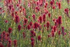 USA, Wyoming. Field of Indian paintbrush in Bridger Teton National Forest-Judith-Photographic Print