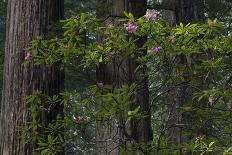 California. Costal Redwood and Rhododendron, Redwood National and State Park-Judith Zimmerman-Photographic Print