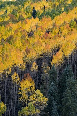 Colorado. Autumn Yellow Aspen, and Fir Trees, Uncompahgre National Forest