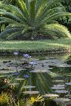 Florida, Tropical Vegetation, Flowering Water Lilies and Lush Palms-Judith Zimmerman-Photographic Print