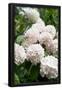 Essential Black