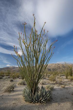 USA, California. Blooming Ocotillo in desert landscape, Anza-Borrego Desert State Park