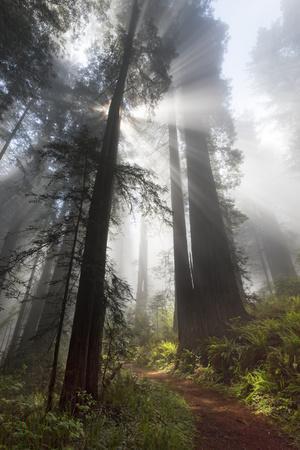 USA, California. Sunlight streaming through the redwood forest, Redwood National Park