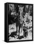 Judy Gordon Mounting Horse with Help of Sister Becky Gordon-Allan Grant-Framed Stretched Canvas