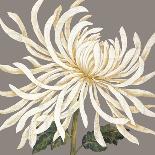 Glorious Whites I-Judy Shelby-Art Print