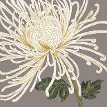 Rosa Blanca Grande II-Judy Shelby-Framed Art Print