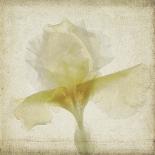 Parchment Flowers V-Judy Stalus-Art Print