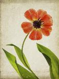 Parchment Flowers IX-Judy Stalus-Art Print
