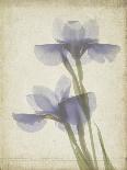 Parchment Flowers VII-Judy Stalus-Art Print