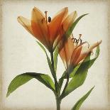 Parchment Flowers IX-Judy Stalus-Art Print