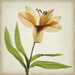 Parchment Flowers VI-Judy Stalus-Art Print