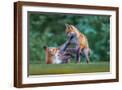 Brown Frame