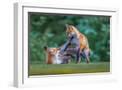 White Frame