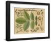 Juglans Regia-null-Framed Art Print