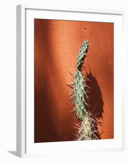 Jujuy Province, Quebrada De Humamuaca Canyon, Purmamarca, Cactus Plants, Argentina-Walter Bibikow-Framed Photographic Print