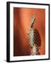 Jujuy Province, Quebrada De Humamuaca Canyon, Purmamarca, Cactus Plants, Argentina-Walter Bibikow-Framed Photographic Print