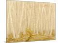 Wood Mount