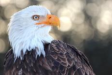 Bald Eagle, Haliaeetus Leucocephalus, Portrait-Jule Leibnitz-Photographic Print