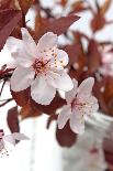 Flowers, white, blur-Jule Leibnitz-Photographic Print