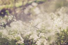 Tulips, twigs-Jule Leibnitz-Photographic Print